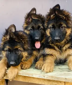 Photo - 1-3 months Male Purebred German Shepherd