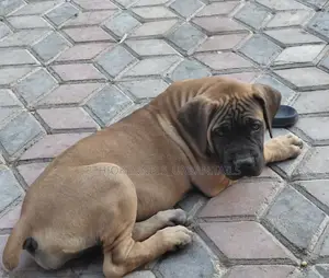 Photo - 1-3 months Male Purebred Boerboel