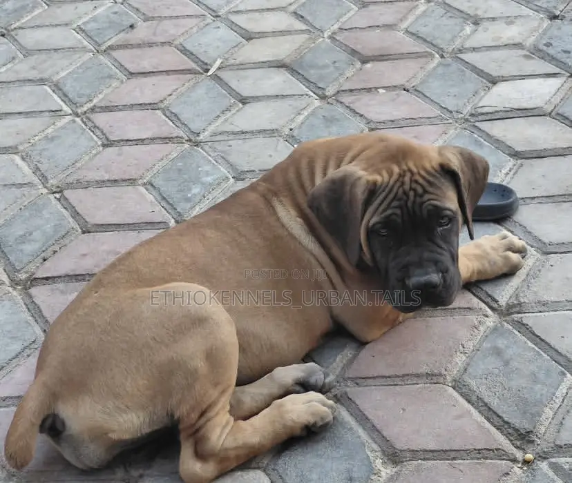 1-3 months Male Purebred Boerboel