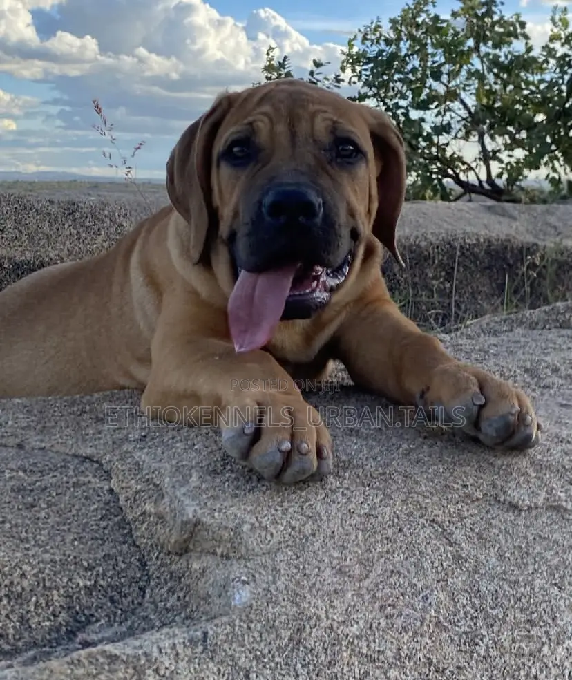1-3 months Male Purebred Boerboel