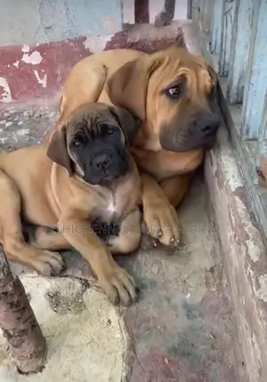 Photo - 1-3 months Male Purebred Boerboel