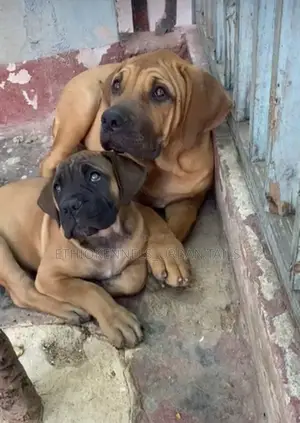 1-3 months Male Purebred Boerboel
