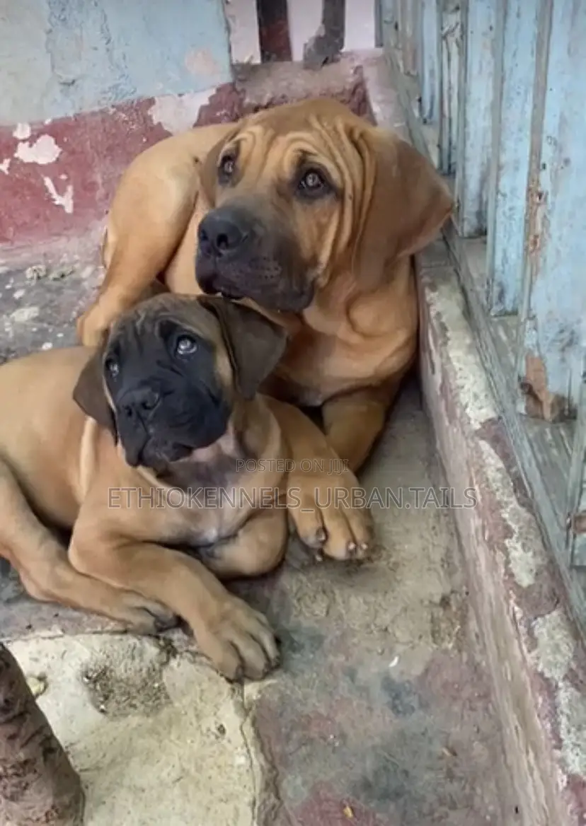 1-3 months Male Purebred Boerboel