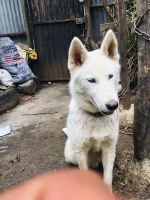 Photo - 1-3 months Female Purebred Siberian Husky