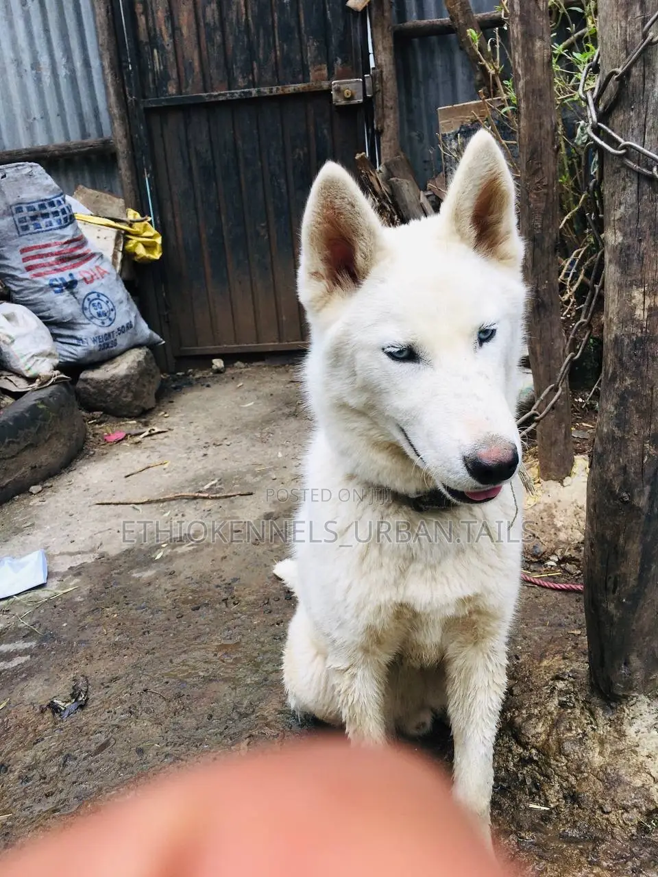 1-3 months Female Purebred Siberian Husky