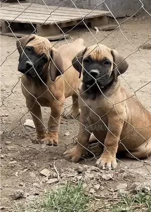 1-3 months Male Purebred Boerboel