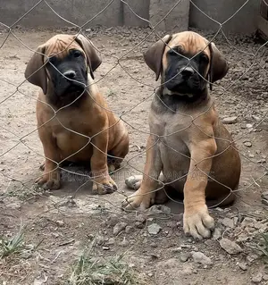 Photo - 1-3 months Male Purebred Boerboel