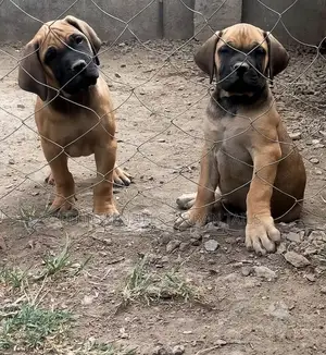1-3 months Male Purebred Boerboel