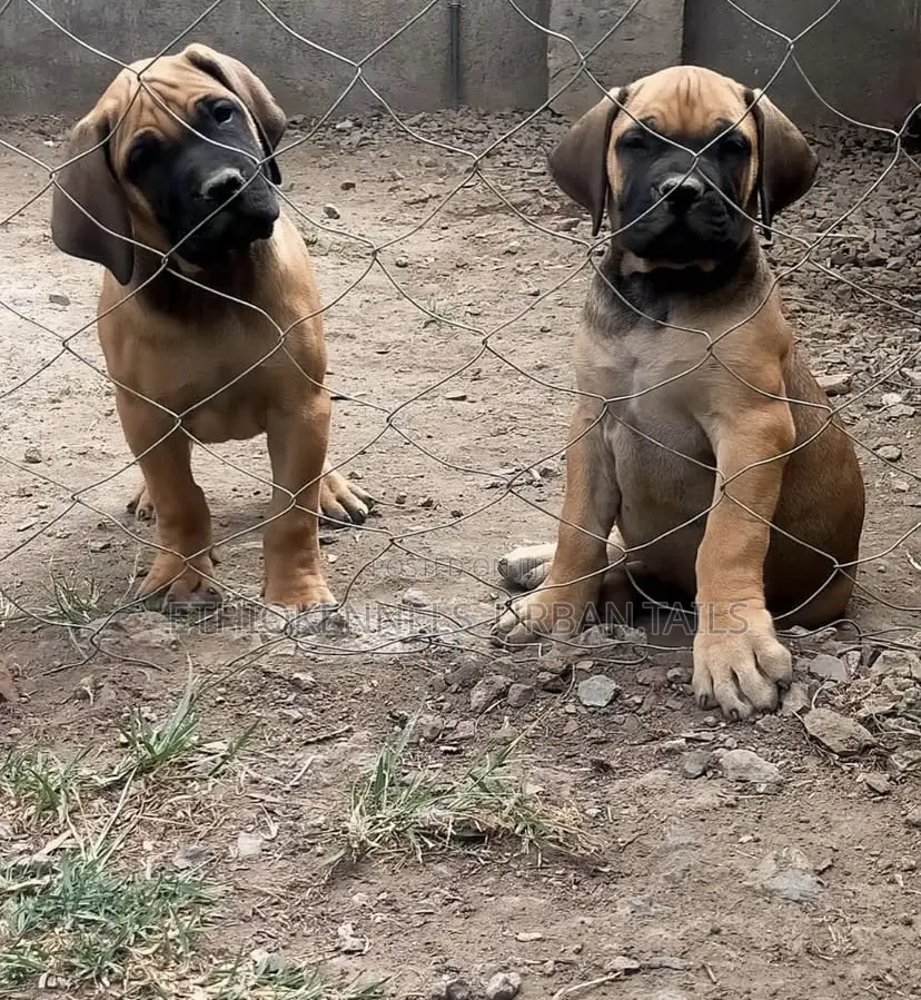 1-3 months Male Purebred Boerboel
