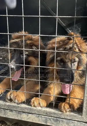 Photo - 1-3 months Male Purebred German Shepherd