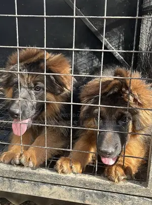 1-3 months Male Purebred German Shepherd