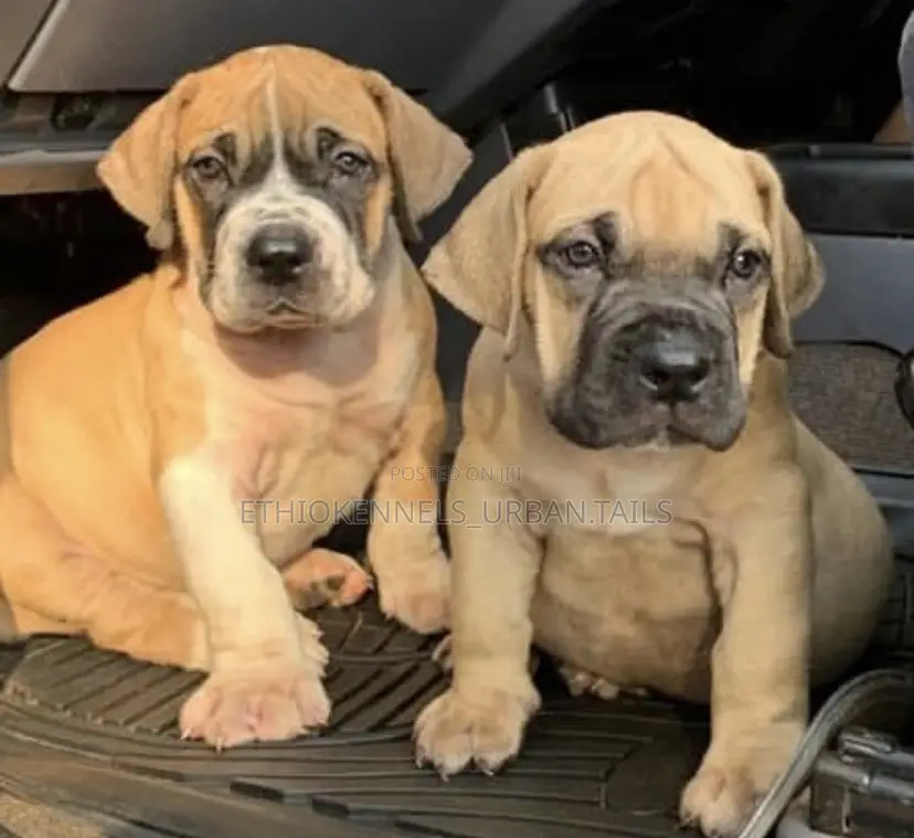 1-3 months Male Purebred American Pit Bull Terrier