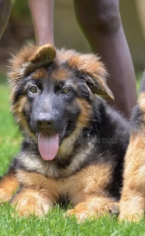 1-3 months Female Purebred German Shepherd