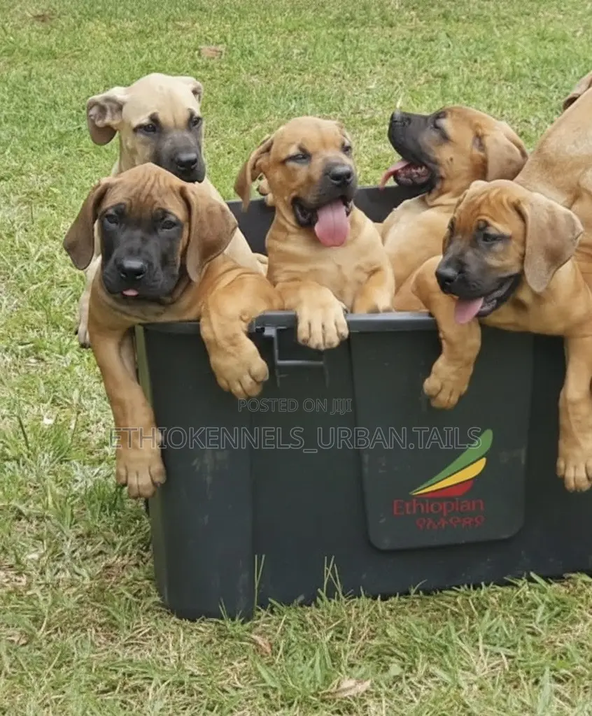 1-3 months Female Purebred Boerboel