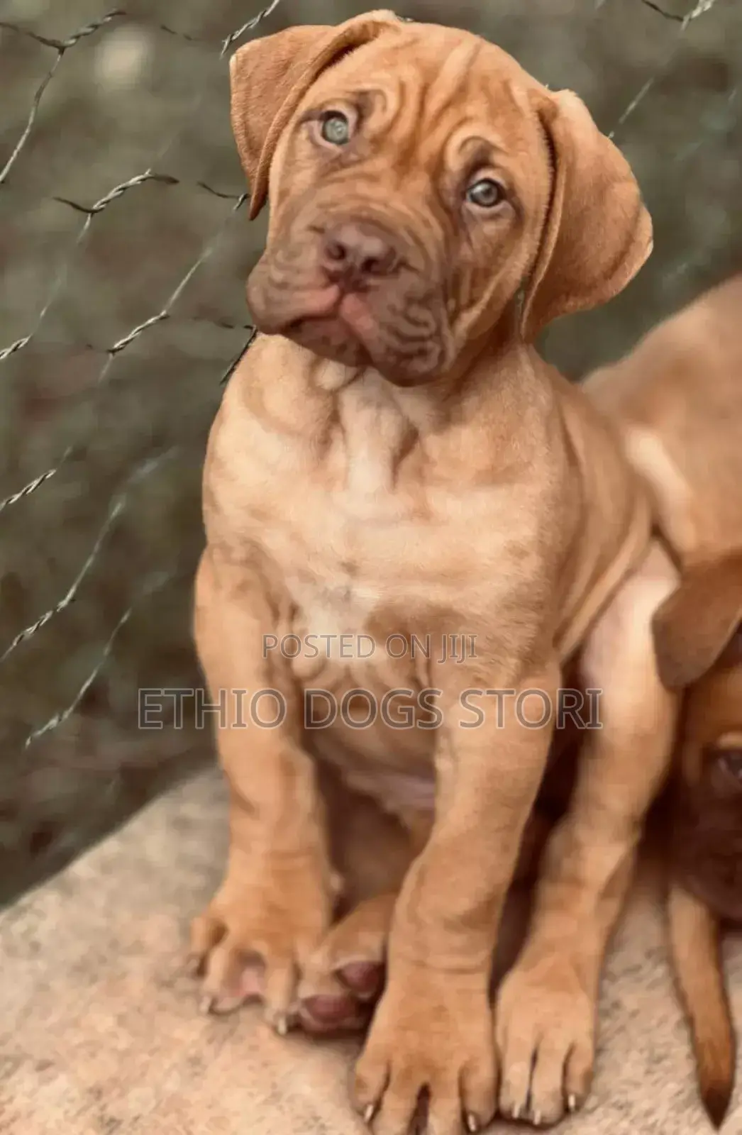 1-3 months Male Purebred Boerboel