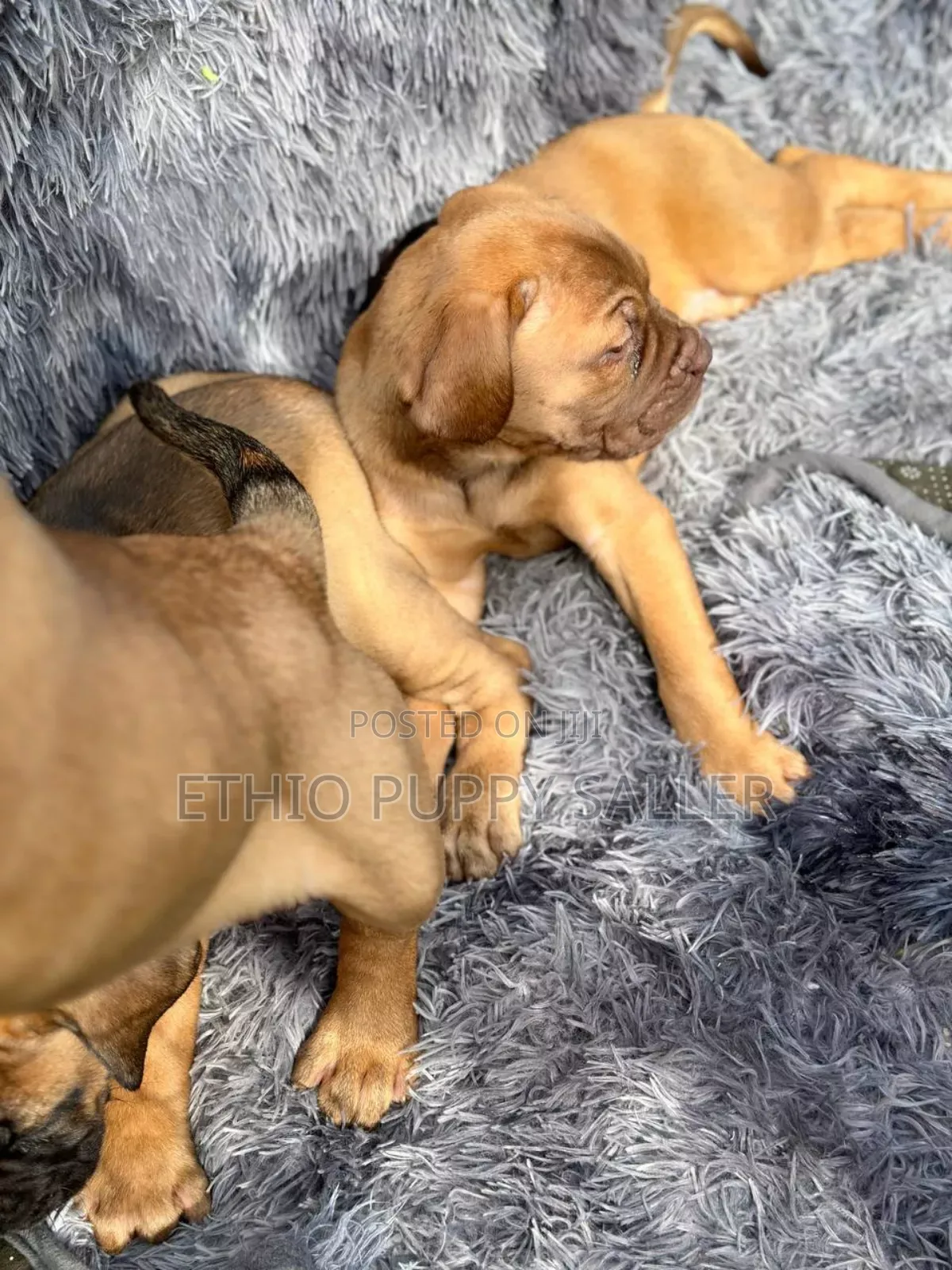 1-3 months Male Purebred Boerboel