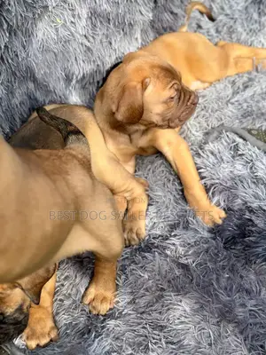 1-3 months Male Purebred Boerboel