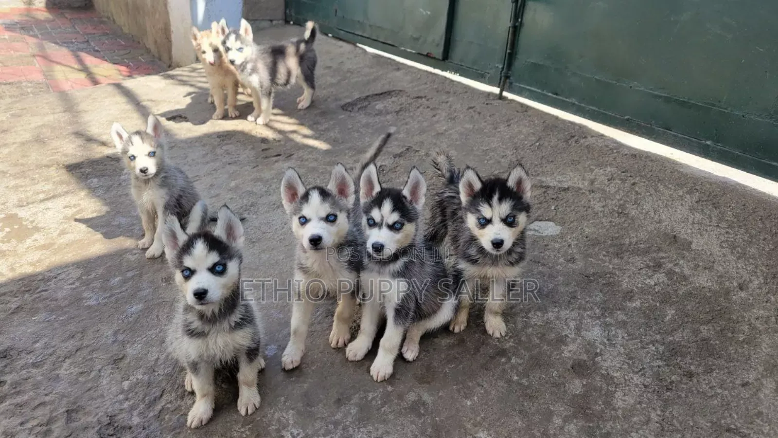 1-3 months Male Purebred Siberian Husky