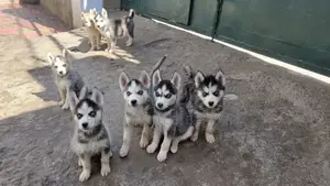1-3 months Male Purebred Siberian Husky