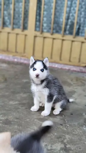 1-3 months Male Purebred Siberian Husky