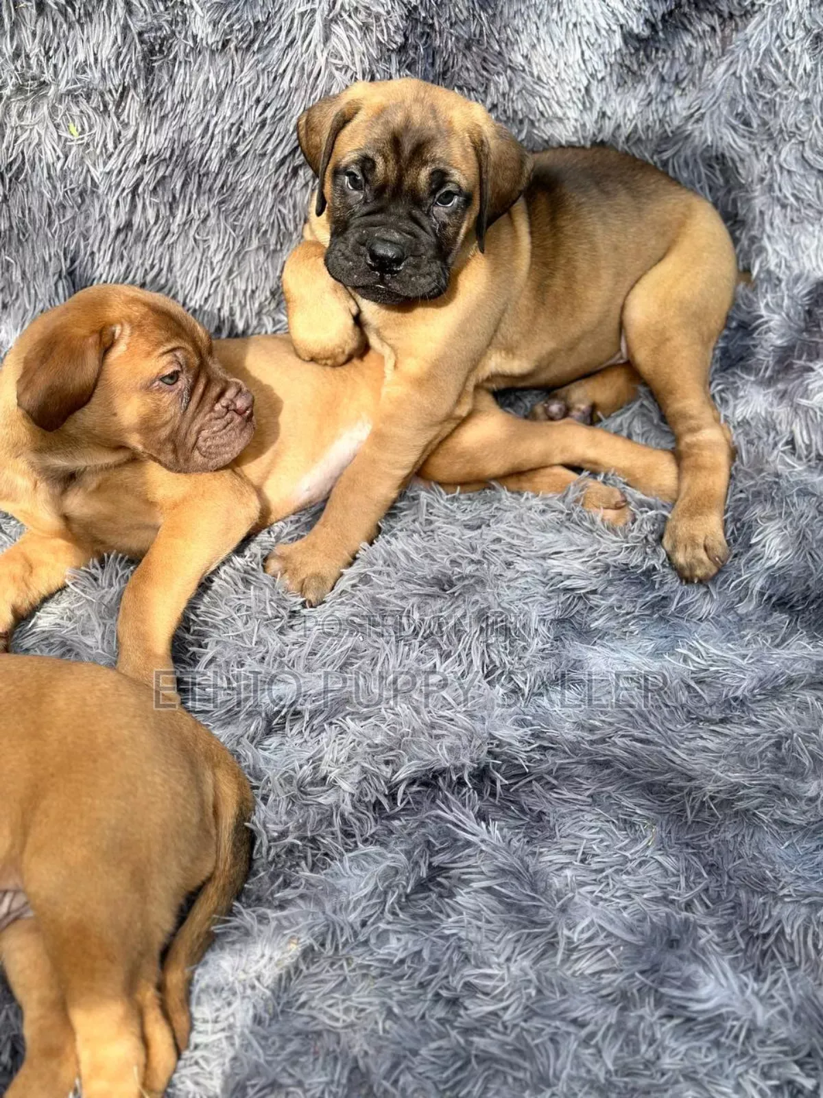 1-3 months Male Purebred Cairn Terrier