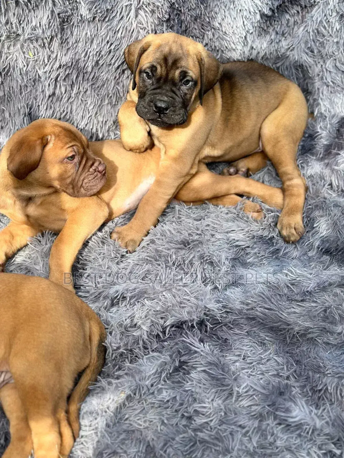 1-3 months Male Purebred Cairn Terrier