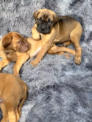 Photo - 1-3 months Male Purebred Cairn Terrier