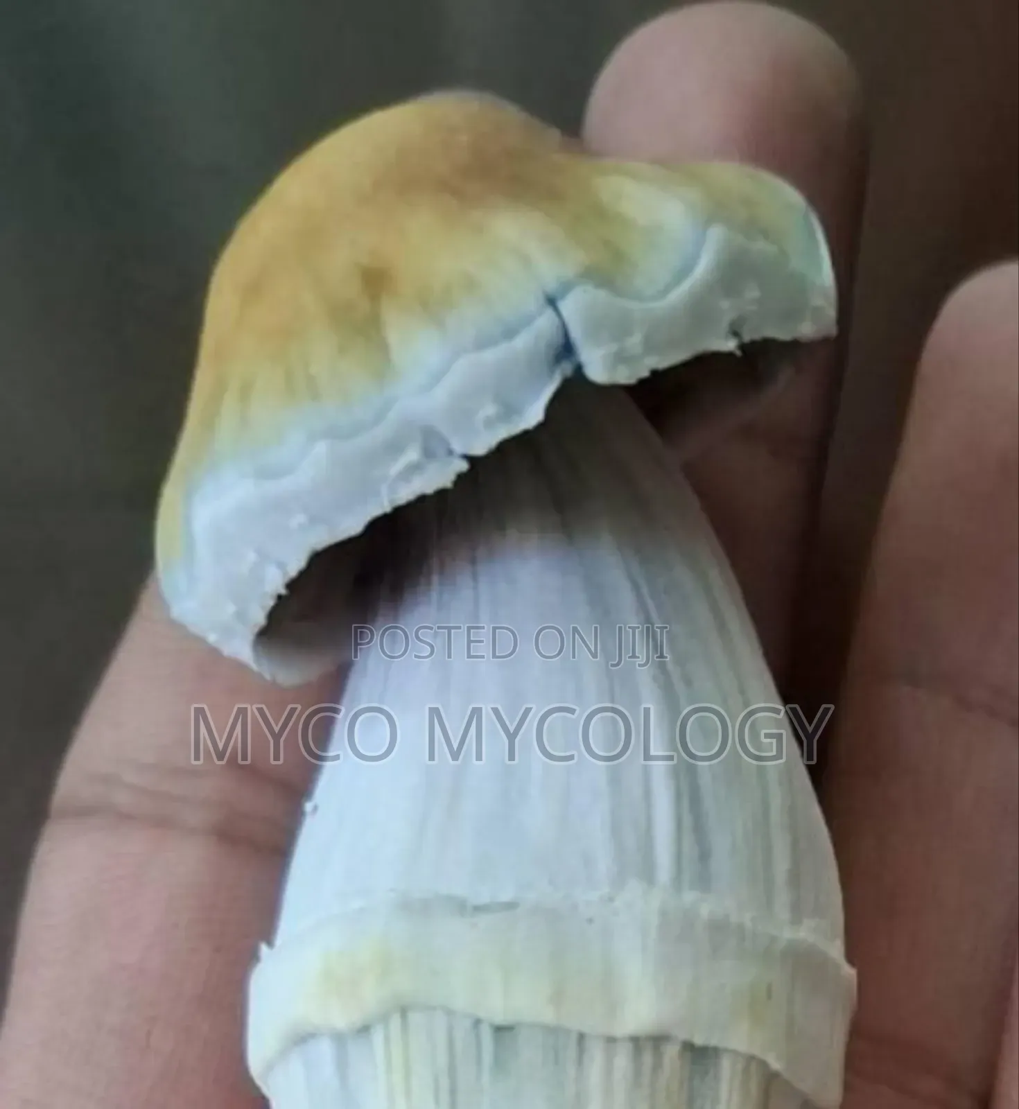 Mushrooms Penis-Envy