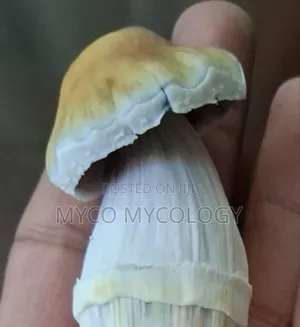 Mushrooms Penis-Envy