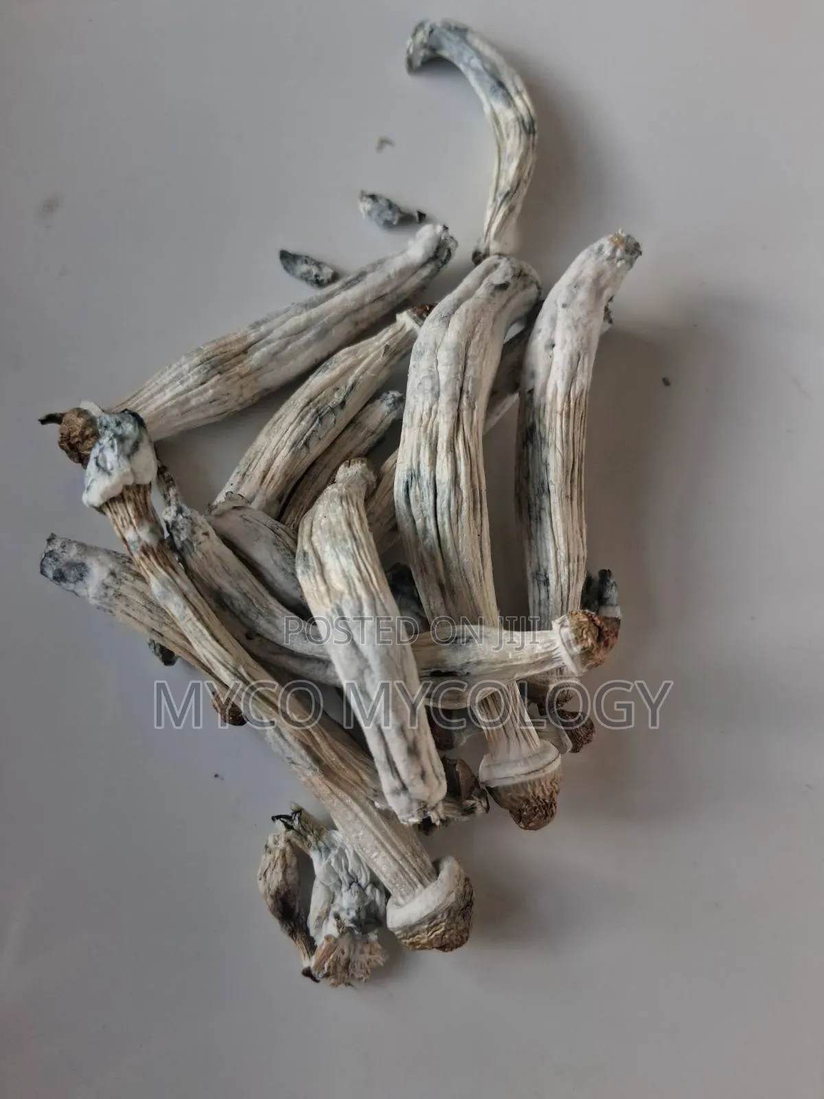 Mushrooms Penis-Envy