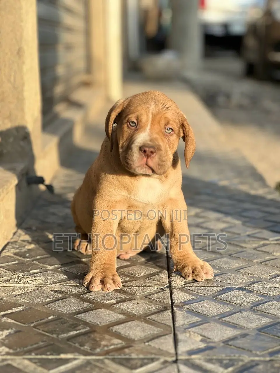 1-3 months Male Purebred Bullmastiff