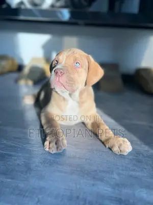 1-3 months Male Purebred Bullmastiff