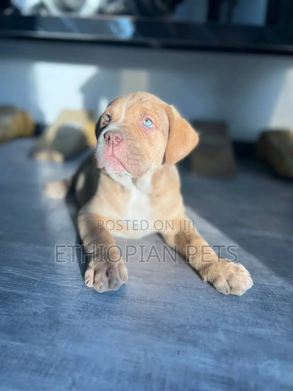 1-3 months Male Purebred Bullmastiff