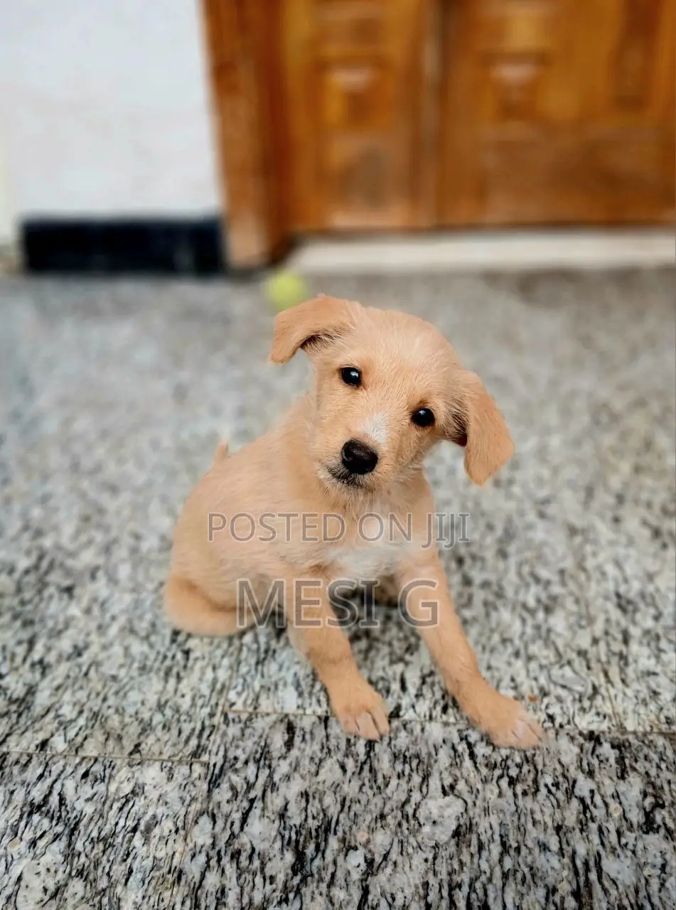 1-3 months Female Mixed Breed German Shepherd