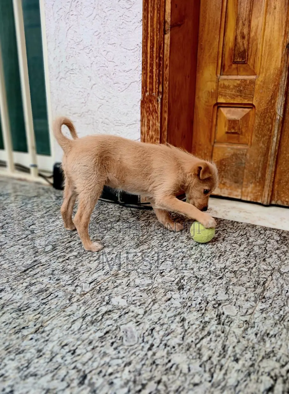 1-3 months Female Mixed Breed German Shepherd