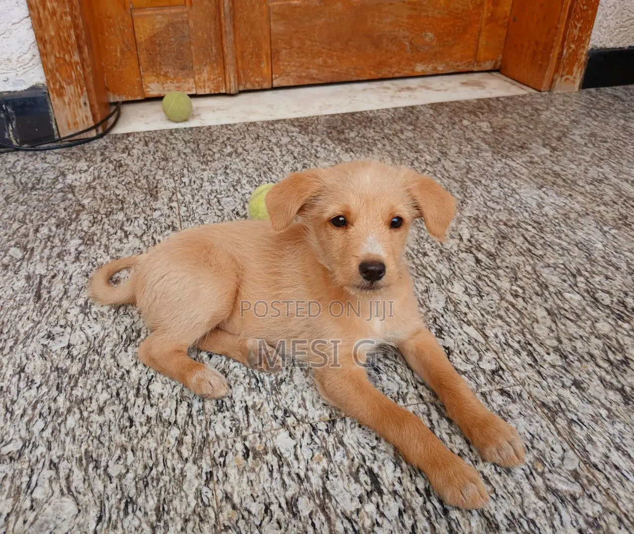 1-3 months Female Mixed Breed German Shepherd