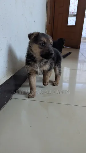 Photo - 0-1 month Female Purebred German Shepherd