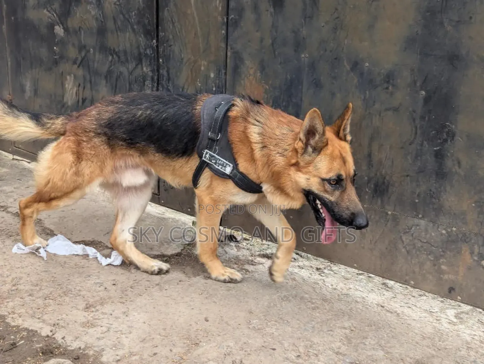 0-1 month Female Purebred German Shepherd
