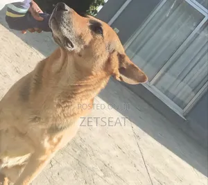 Photo - 1+ year Male Purebred German Shepherd