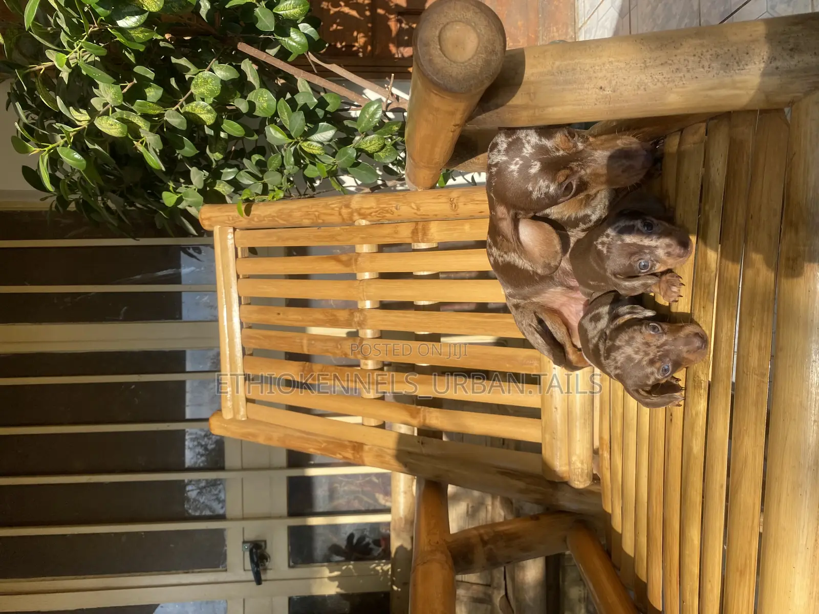 1-3 months Male Purebred Dachshund