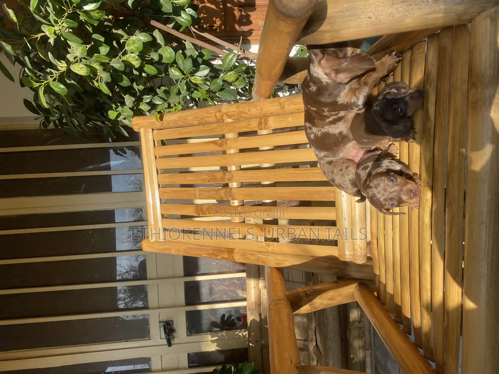 1-3 months Male Purebred Dachshund