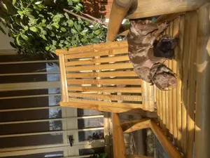 1-3 months Male Purebred Dachshund