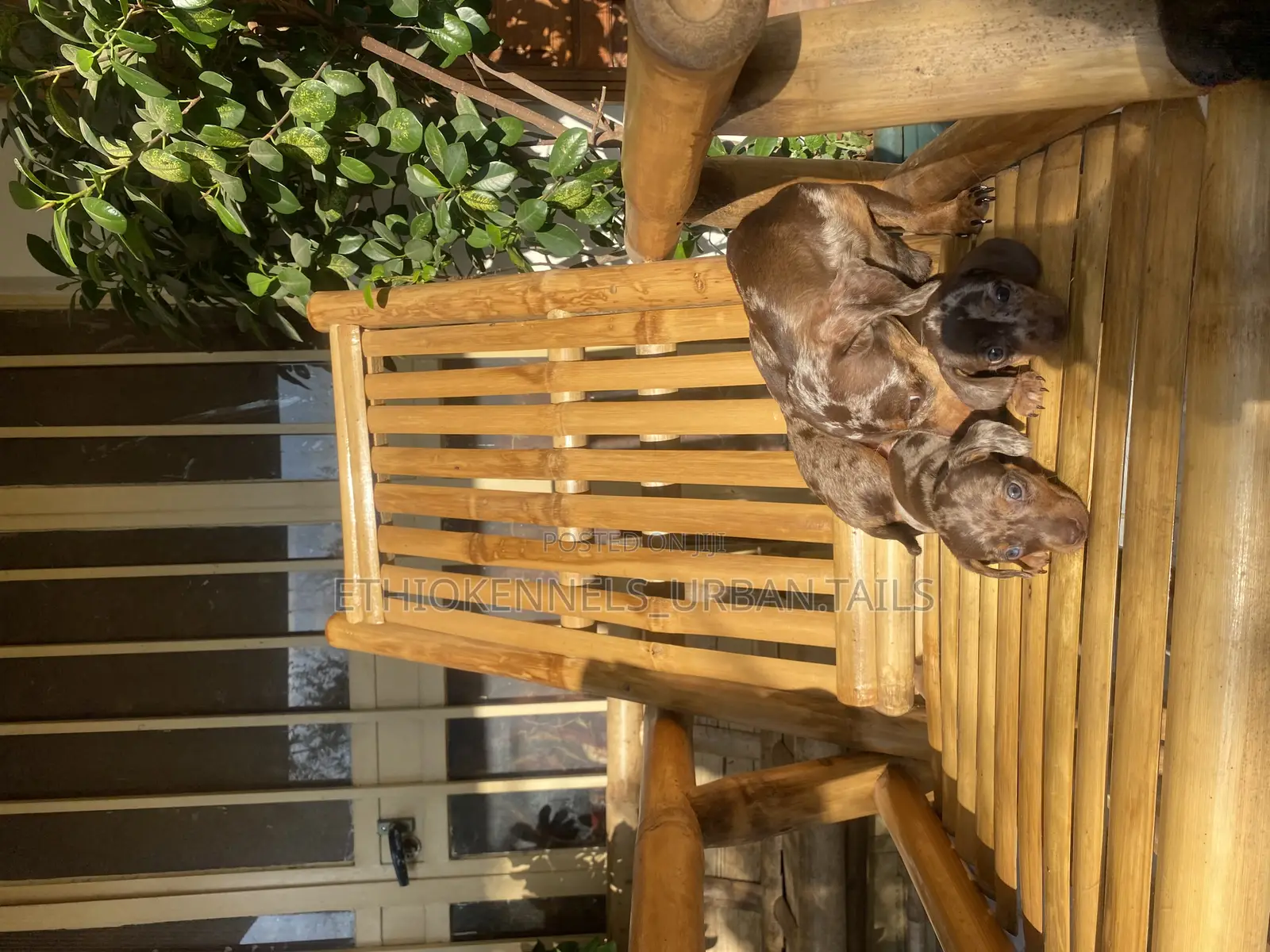 1-3 months Male Purebred Dachshund