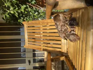 1-3 months Male Purebred Dachshund