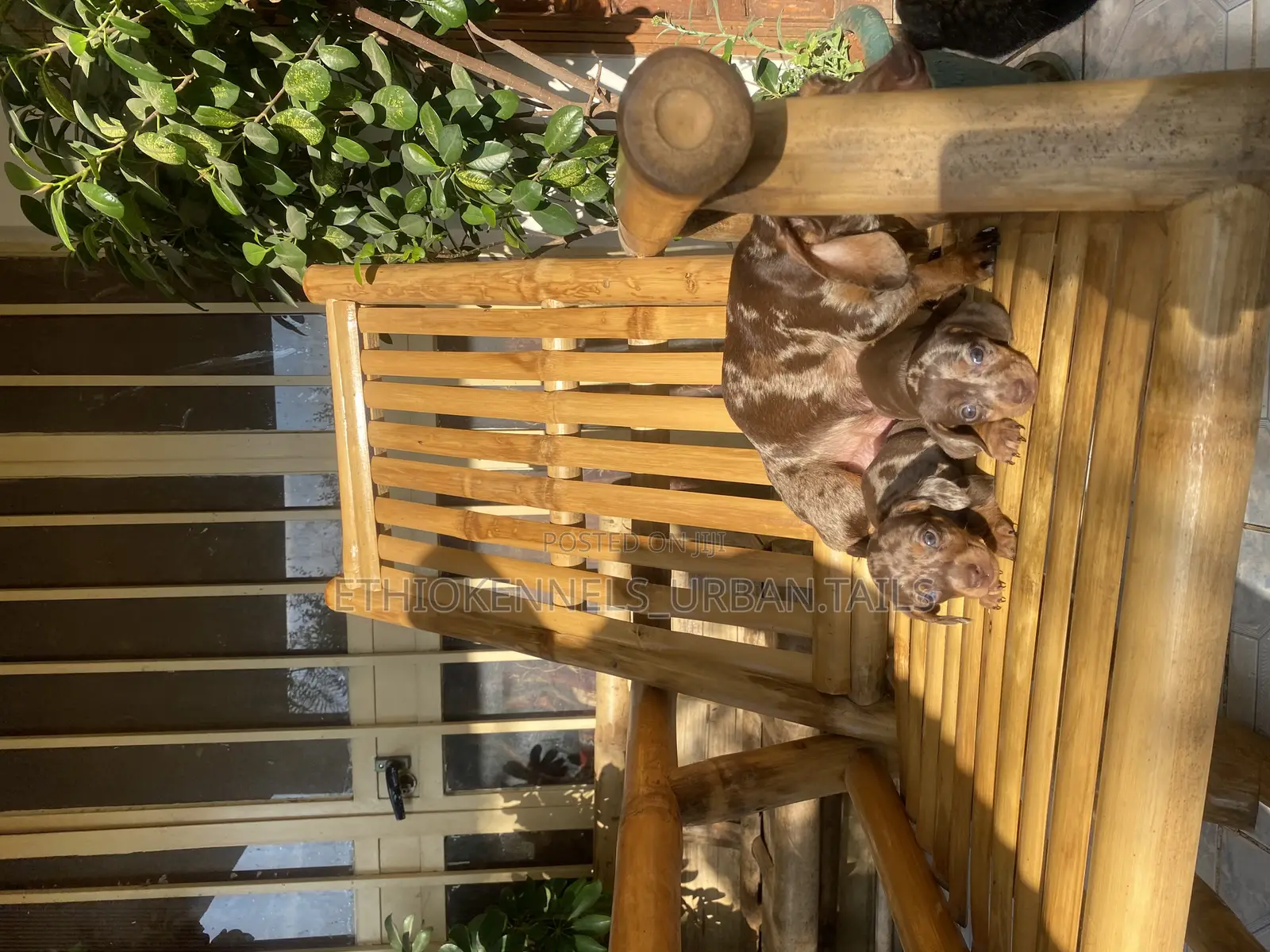 1-3 months Male Purebred Dachshund