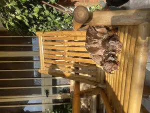 Photo - 1-3 months Male Purebred Dachshund