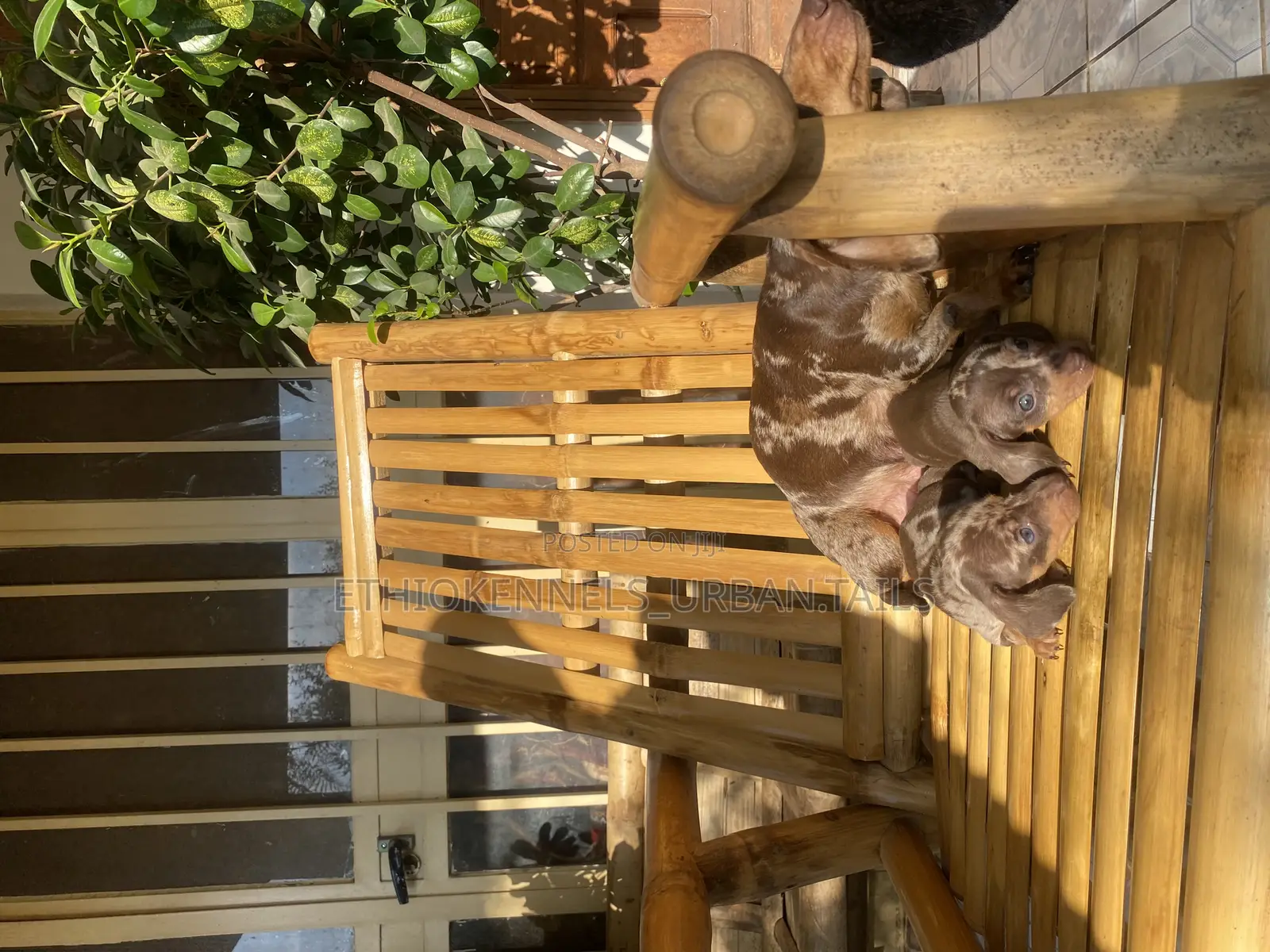 1-3 months Male Purebred Dachshund