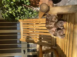 1-3 months Male Purebred Dachshund