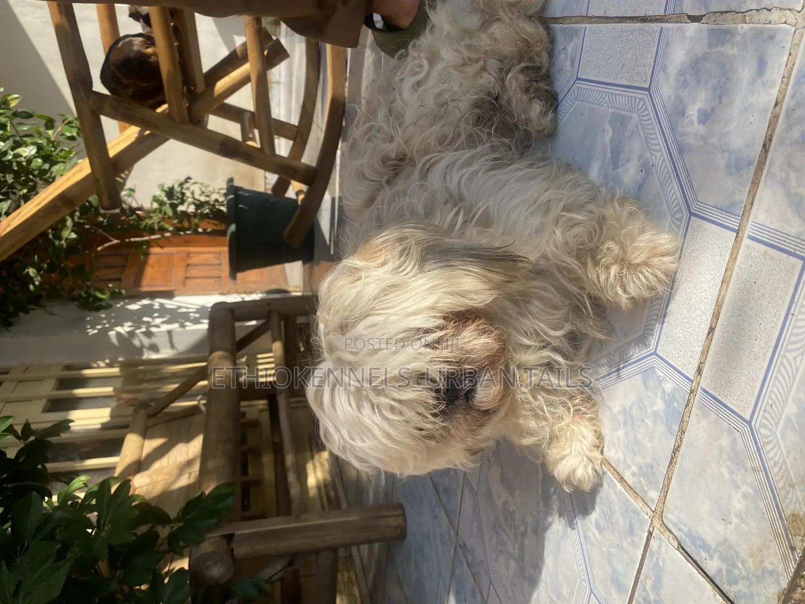 1-3 months Male Purebred Shih Tzu