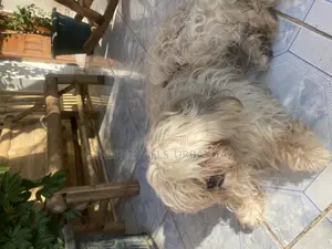 1-3 months Male Purebred Shih Tzu